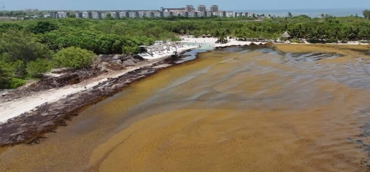 Llegarán a QRoo 200 elementos más de la Marina para el combate al sargazo