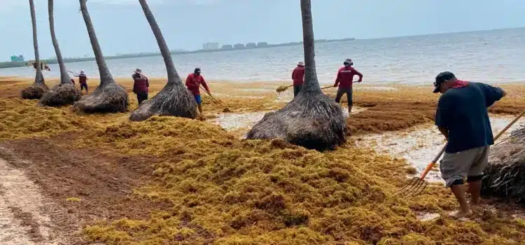 El 2025 sería el año de mayor arribo de sargazo a las playas: UNAM