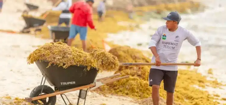 Incrementa 46 por ciento arribo de sargazo a Tulum, respecto al año pasado