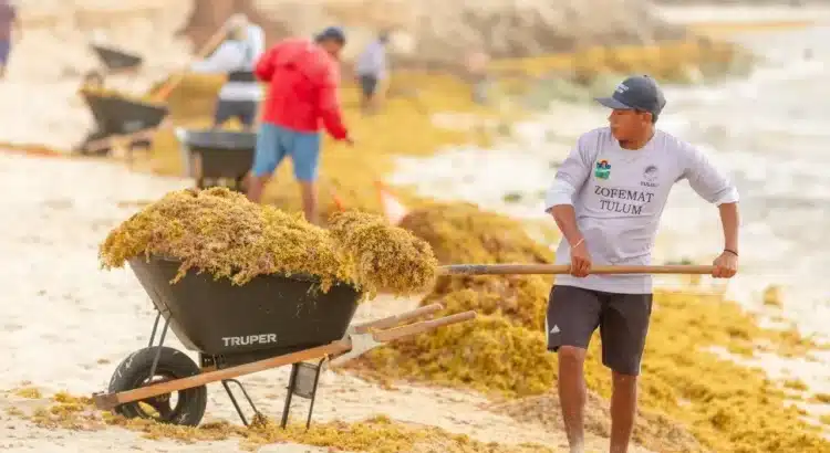 Incrementa 46 por ciento arribo de sargazo a Tulum, respecto al año pasado