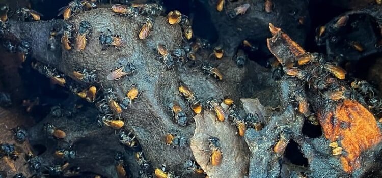 Impulsan a la miel melipona como producto quintanarroense de arraigo