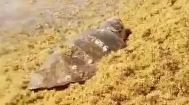 Tortuga queda atrapada entre el sargazo en Tulum