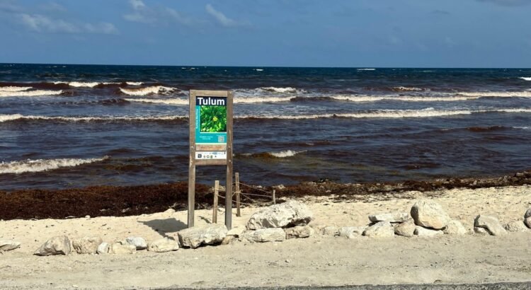 Sargazo duplicó su arribo a Tulum durante el primer semestre de 2025