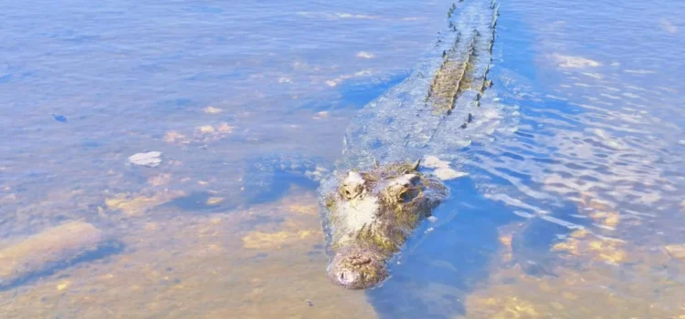 Documentan posible descubrimiento de nuevas especies de cocodrilos en Cozumel