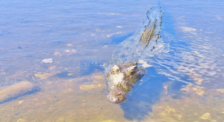 Documentan posible descubrimiento de nuevas especies de cocodrilos en Cozumel