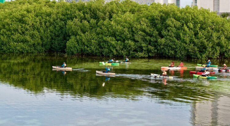 Preparan jardines de manglares para su conservación en Cancún
