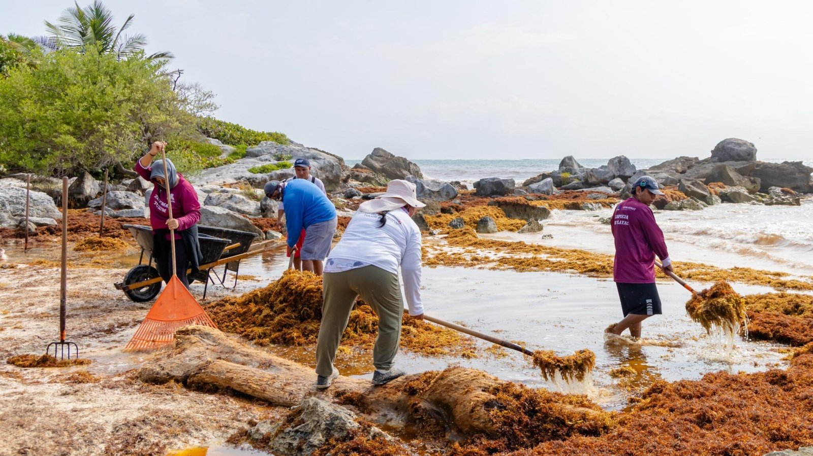En Tulum contratarán a más personas para recolectar sargazo; anticipan incremento de recales