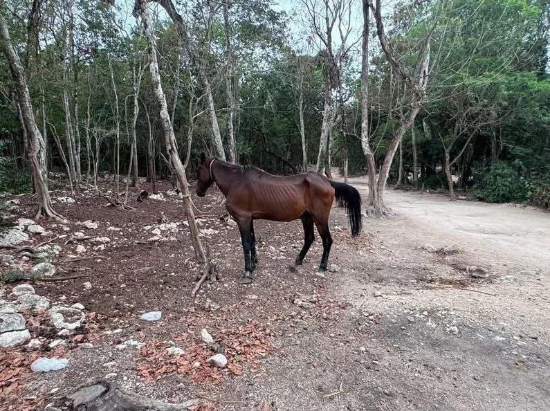 Rescatan a 12 caballos que eran utilizados para tours en Tulum; presentaban signos de desnutrición