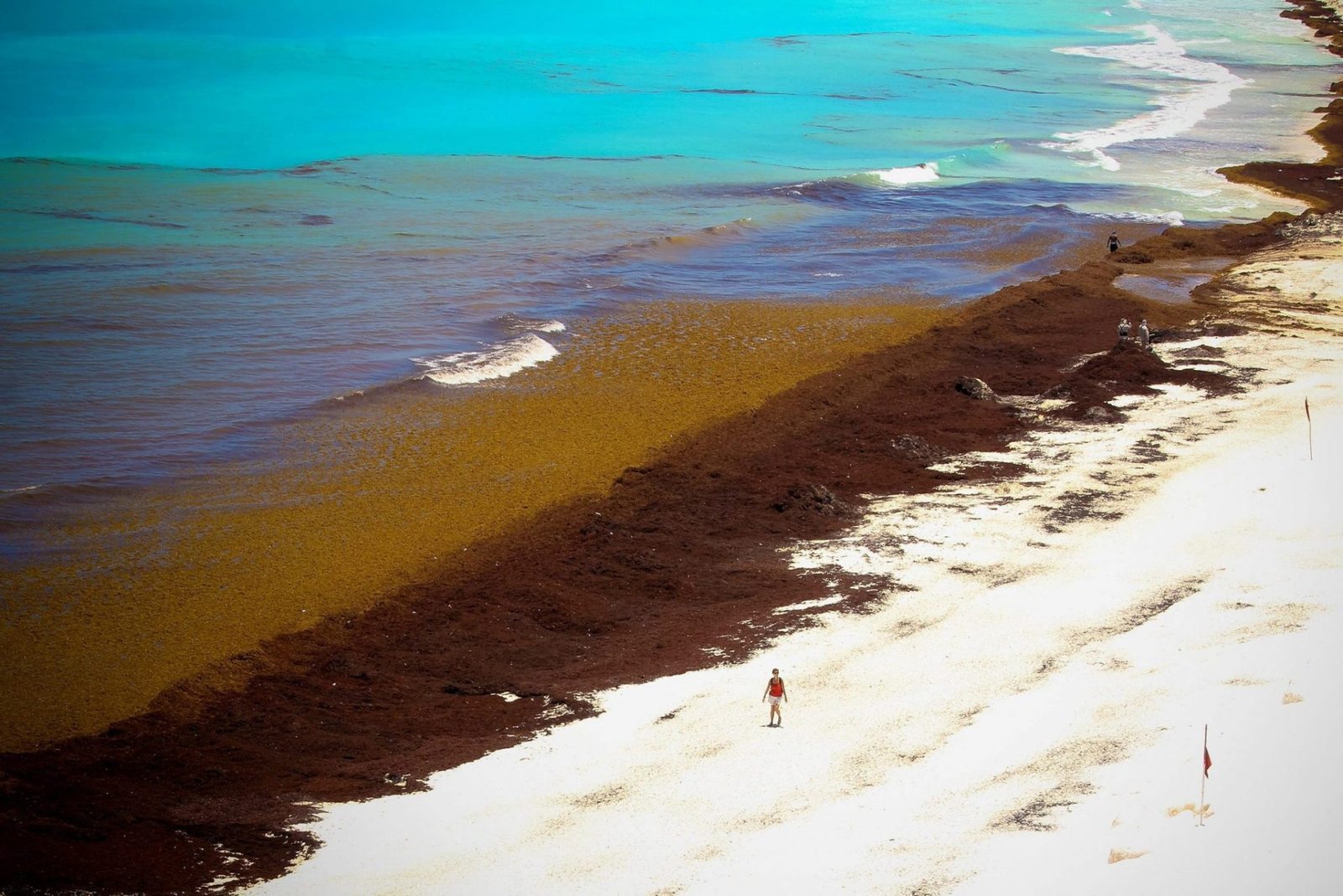 Quintana Roo, con 56 playas en rojo por presencia de sargazo